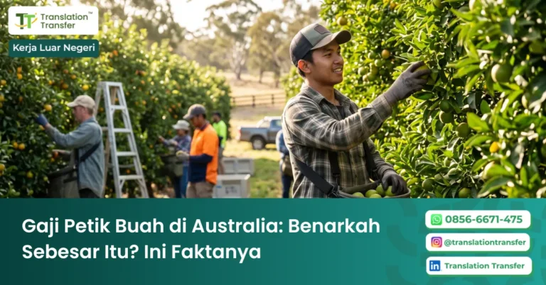 Gaji Petik Buah di Australia